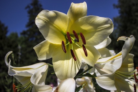 Yellow Lily - NHP79